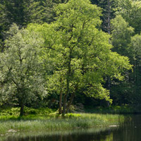 lac