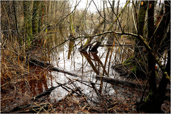 C021-Etangs%20bel%20arbre%20Grosmagny%20(Territoire%20de%20Belfort)