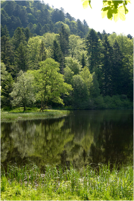 C053-Etang%20du%20Petit%20Haut%20(Territoire%20de%20Belfort)