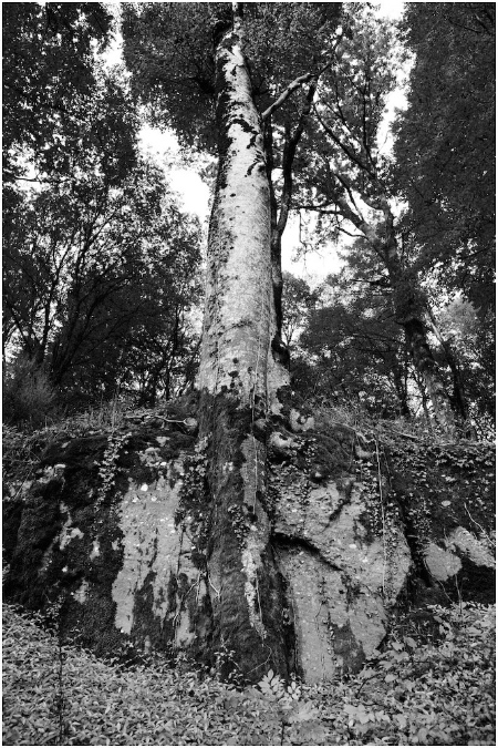NB057-Bois%20Etobon%20(Haute%20Saone)