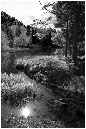 NB049-Etang%20du%20Petit%20Haut%20(Territoire%20de%20Belfort)